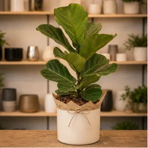 Plante De Interior Ficus Lyrata Living Accent - poza 1