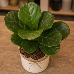 Plante De Interior Ficus Lyrata Living Accent - poza 2