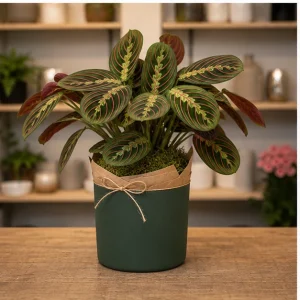Plante De Interior Maranta Prayer Leaf - poza 3