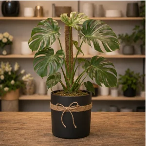 Plante De Interior Monstera Urban Corner - poza 3