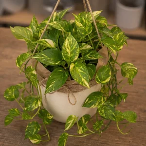 Plante De Interior Pothos Golden Shelf - poza 2