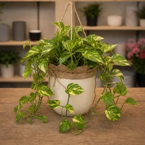 Plante De Interior Pothos Golden Shelf - poza 3