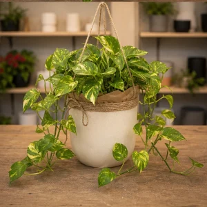 Plante De Interior Pothos Golden Shelf - poza 4