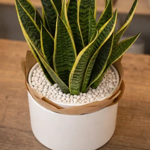 Plante De Interior Sansevieria Green Shield - poza 2