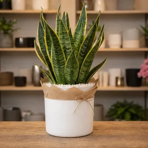 Plante De Interior Sansevieria Green Shield - poza 4