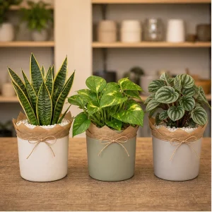 Plante De Interior Set Verde Pentru Birou - poza 1