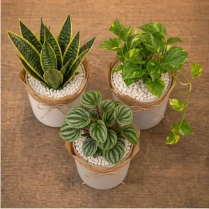 Plante De Interior Set Verde Pentru Birou - poza 2