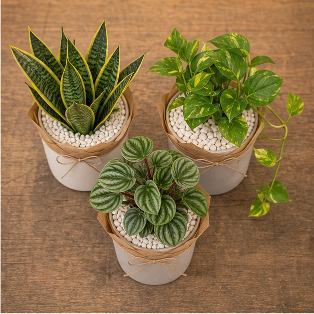 Plante De Interior Set Verde Pentru Birou - poza 2