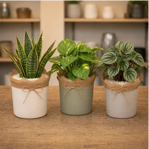 Plante De Interior Set Verde Pentru Birou - poza 3