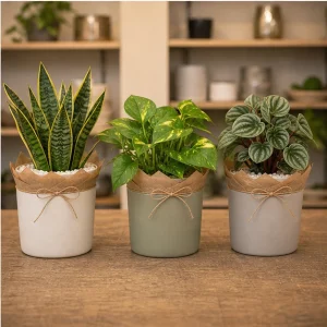 Plante De Interior Set Verde Pentru Birou - poza 4