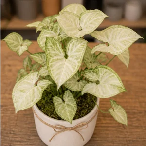 Plante De Interior Syngonium White Butterfly - poza 2