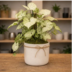 Plante De Interior Syngonium White Butterfly - poza 3