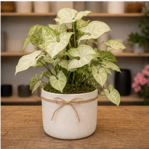 Plante De Interior Syngonium White Butterfly - poza 4
