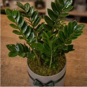 Plante De Interior Zamioculcas Office Calm - poza 2