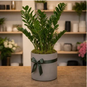 Plante De Interior Zamioculcas Office Calm - poza 3