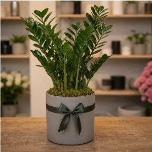 Plante De Interior Zamioculcas Office Calm - poza 4