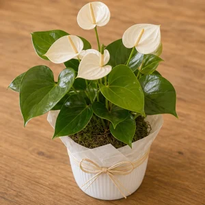 Plante Decorative Anthurium White Calm - poza 2