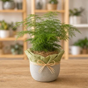 Plante Decorative Asparagus Airy Green - poza 1
