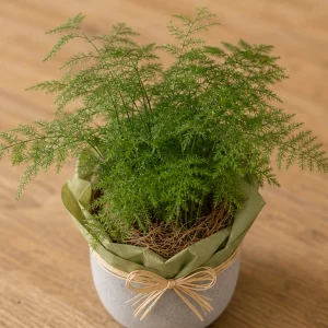 Plante Decorative Asparagus Airy Green - poza 2
