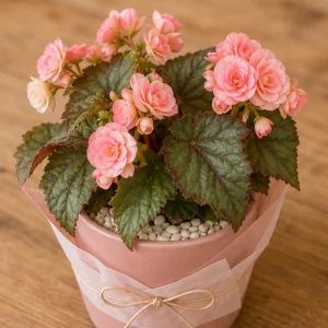 Plante Decorative Begonia Soft Bloom - poza 2