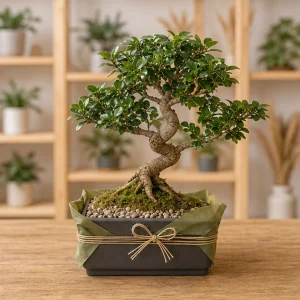 Plante Decorative Bonsai Ficus Zen - poza 1