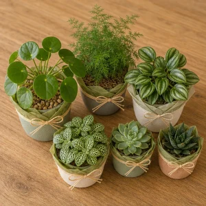 Plante Decorative Colectie Verde Casa Noua - poza 2
