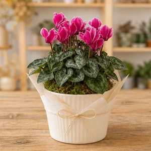 Plante Decorative Cyclamen Elegant Pot - poza 1