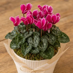 Plante Decorative Cyclamen Elegant Pot - poza 2