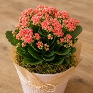 Plante Decorative Kalanchoe Color Cadou - poza 2