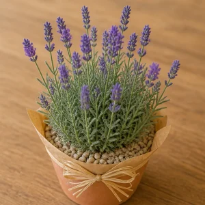 Plante Decorative Lavanda Balcony Mood - poza 2