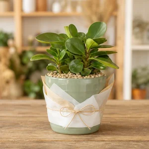 Plante Decorative Peperomia Raft Verde - poza 1