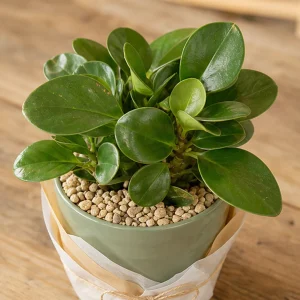Plante Decorative Peperomia Raft Verde - poza 2