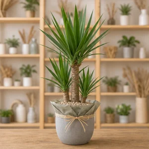 Plante Decorative Yucca Terasa Urban - poza 1
