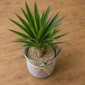 Plante Decorative Yucca Terasa Urban - poza 2