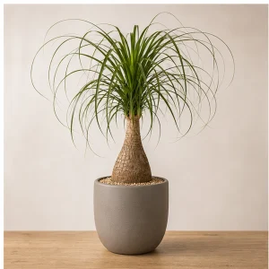 Plante Ornamentale De Interior Beaucarnea Sculptural - poza 1