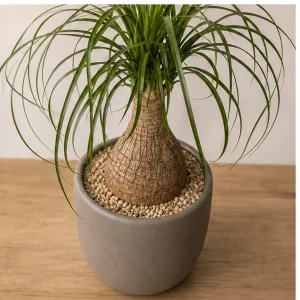 Plante Ornamentale De Interior Beaucarnea Sculptural - poza 2