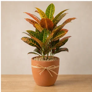 Plante Ornamentale De Interior Croton Warm Color - poza 1