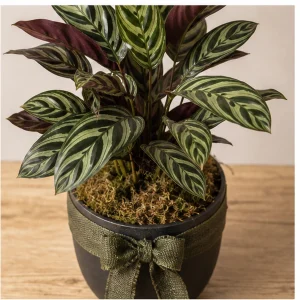 Plante Ornamentale De Interior Ctenanthe Velvet Leaf - poza 2
