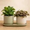 Plante Ornamentale De Interior Duo Birou Elegant - poza 1