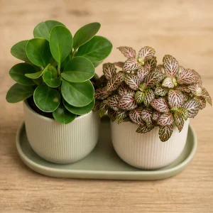 Plante Ornamentale De Interior Duo Birou Elegant - poza 2