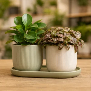 Plante Ornamentale De Interior Duo Birou Elegant - poza 3