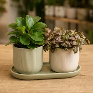 Plante Ornamentale De Interior Duo Birou Elegant - poza 4