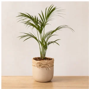 Plante Ornamentale De Interior Kentia Grace Pot - poza 1