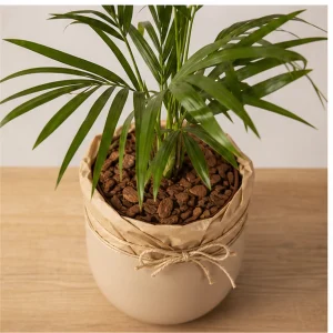 Plante Ornamentale De Interior Kentia Grace Pot - poza 2