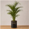 Plante Ornamentale De Interior Kentia Premium Statement - poza 1