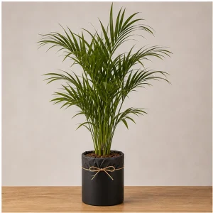 Plante Ornamentale De Interior Kentia Premium Statement - poza 1