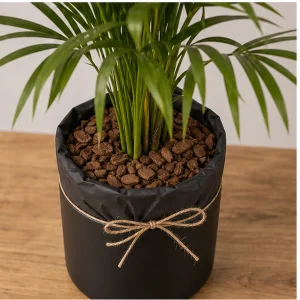Plante Ornamentale De Interior Kentia Premium Statement - poza 2