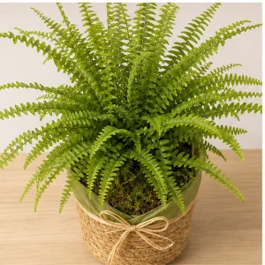 Plante Ornamentale De Interior Nephrolepis Fresh Corner - poza 2