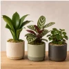 Plante Ornamentale De Interior Trio Texturi Naturale - poza 1