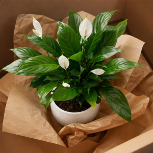 Spathiphyllum Peace Lily în Ghiveci Ceramic Alb - imagine 4